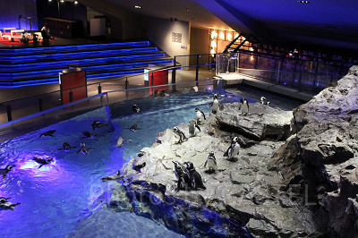 ペンギンの水槽