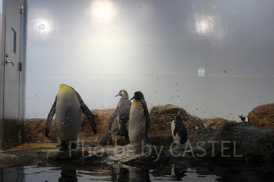 ペンギンたち