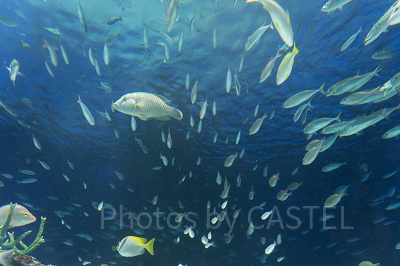 水槽内にいる大迫力の熱帯魚たち