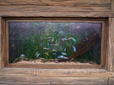 リバーワンダー：水槽