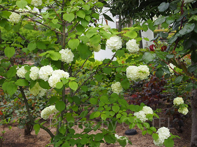 ローズオブフェイムのバラ