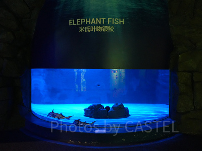 シーアクアリウム:エレファントフィッシュ