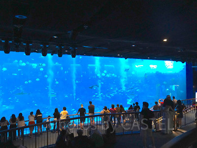 シーアクアリウム:巨大水槽「オープンギャラリー」