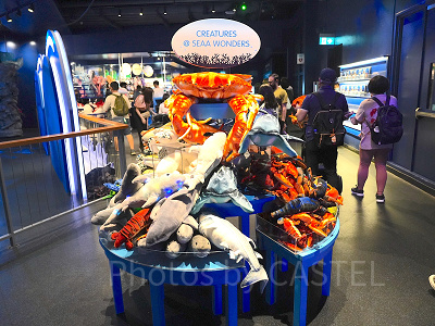 シーアクアリウム:ギフトショップ