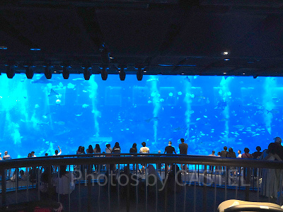 シーアクアリウム:館内最大級の水槽「オープンギャラリー」
