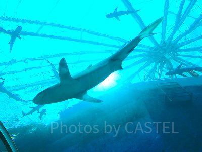 シーアクアリウム:サメ水槽「シャークシー」