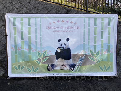 シャンシャンのフォトスポット／上野動物園