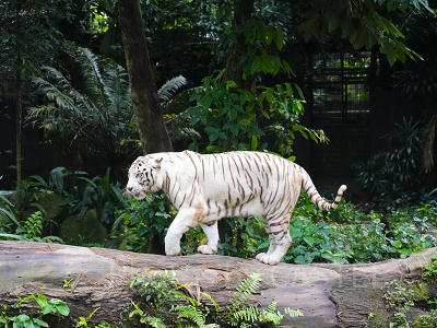 シンガポール動物園完全ガイド！みどころ情報やアクセス、チケット割引も！