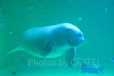 2023】鳥羽水族館のお土産12種厳選まとめ！ラッコやジュゴンも