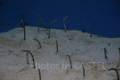 熱帯魚の海に住むチンアナゴ