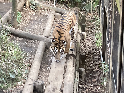 スマトラトラ/上野動物園