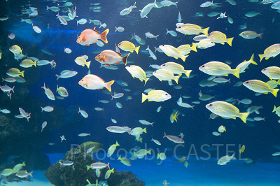 サンシャイン水族館の水槽