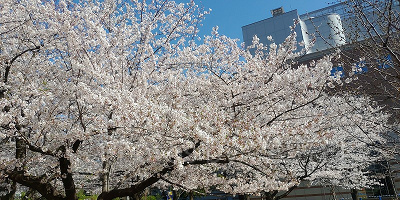 上野公園の桜は大人気です!