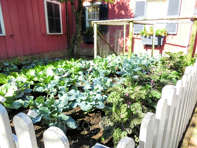 店内横にある畑