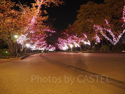 上野公園近くにはイルミネーションも素敵です!