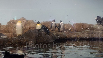 アクアパーク品川内にはペンギンたちもいますよ！