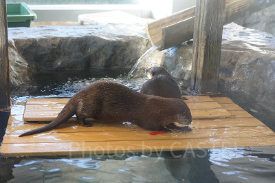 自然の中で遊ぶカワウソたちの姿を間近で観られる展示も