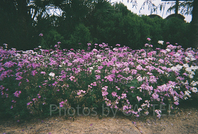 「写ルンです」とは？