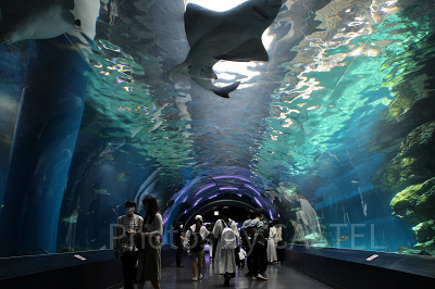 ワンダーチューブ