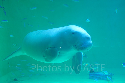 「まわりゃんせ」なら志摩の絶景や鳥羽水族館も堪能できます！