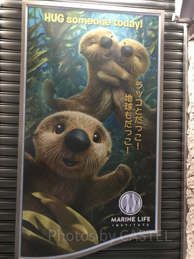 ファインディング・ドリーにも登場したキャラクターにもあえるかも！