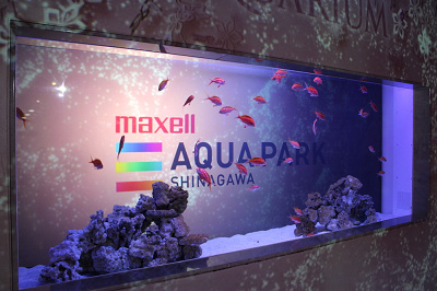 アクアパーク品川の最強デートプラン 駅近の水族館でイルカやクラゲとロマンチックなひとときを