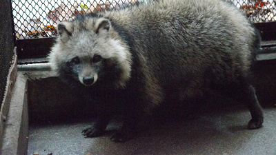 22夏開催決定 天王寺動物園のナイトズーとは 開催日程 料金や見どころ 過去の開催内容を解説