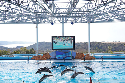和歌山 アドベンチャーワールドでイルカとふれあおう おやつタイムやマリンライブなど有料イベント情報まとめ