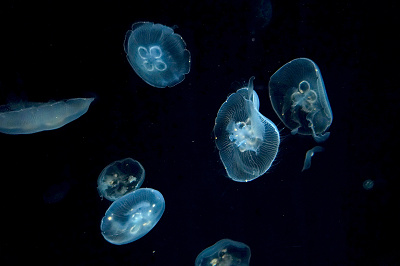 海遊館のデートプラン モデルコース カップルにおすすめの周り方や周辺の人気スポットを紹介