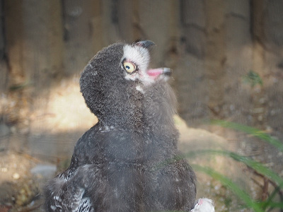 22 上野動物園の料金はいくら 1日チケット料金 年間パスポート 無料で入場できる日まとめ