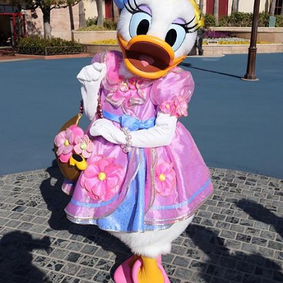華やかなデイジーが登場！