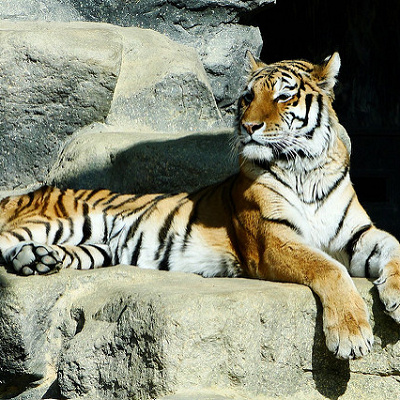 人間を憎むトラが登場