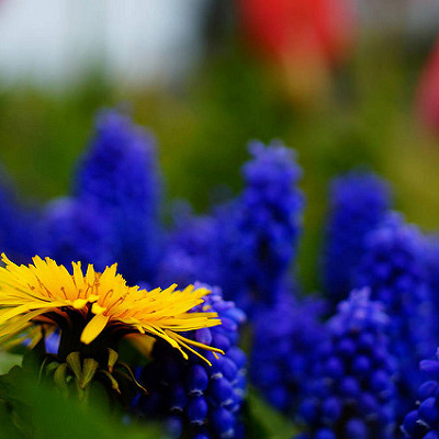 パークを彩る花々の存在を教えてくれるウェルカムフラワーバンド