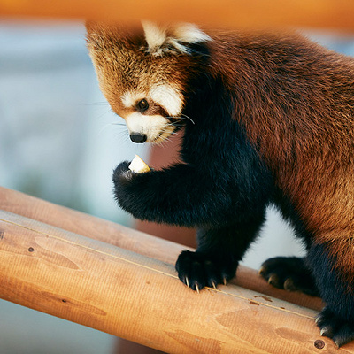 愛くるしいレッサーパンダ