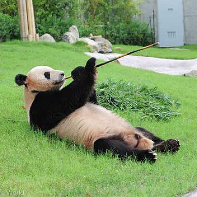 アドベンチャーワールドチケット情報