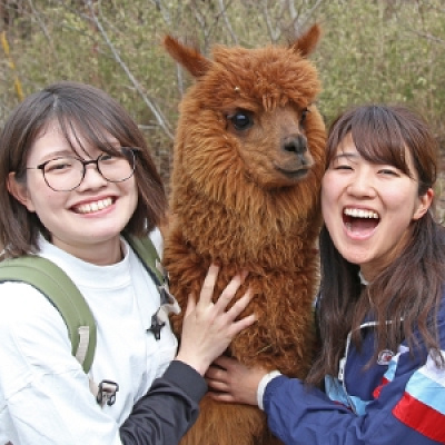 アルパカのお散歩