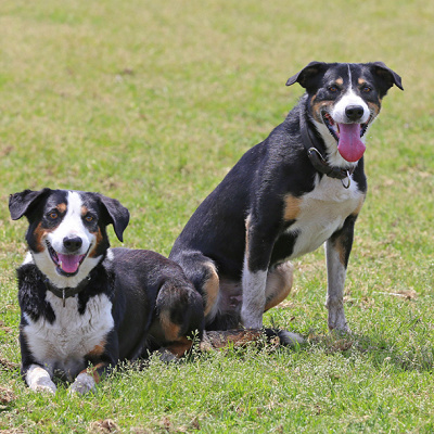 マザー牧場では牧羊犬たちの活躍にも注目です