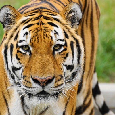 アムールトラ／天王寺動物園