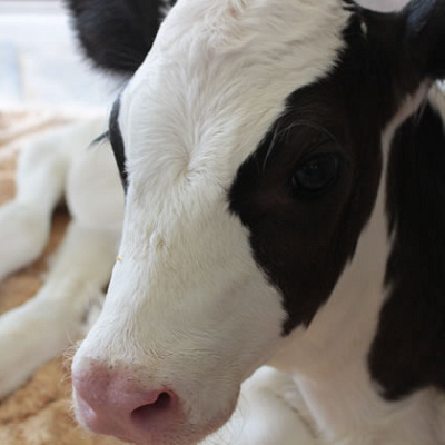 動物たちがかわいい！