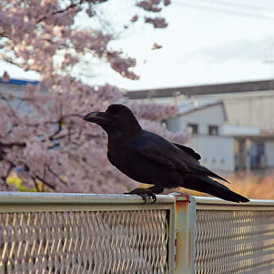 カラスや蚊はいる？いない？