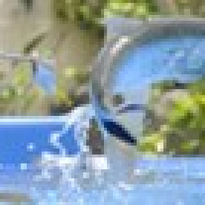 アロワナ＆ドラド・フィーデングタイム