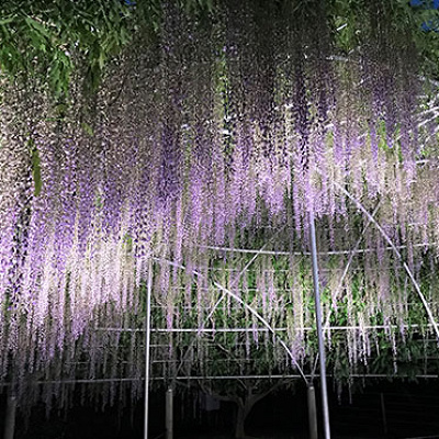あしかがフラワーパーク「むらさき藤のドーム」