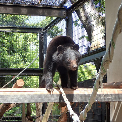 京都市動物園のツキノワグマ