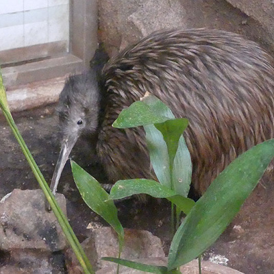 アジアの熱帯雨林ゾーン／天王寺動物園