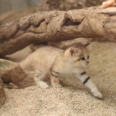 歩くスナネコの赤ちゃん