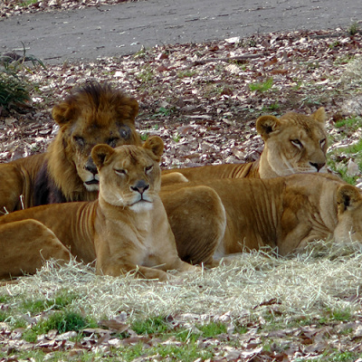 多摩動物公園の基本情報