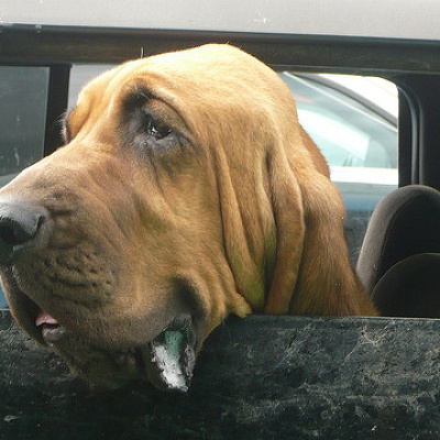 ベルギー産のブラッドハウンド