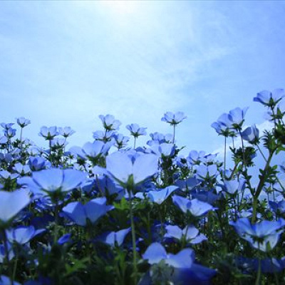 なばなの里の青いネモフィラ