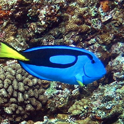 ナンヨウハギ（出典：WEB魚図鑑）