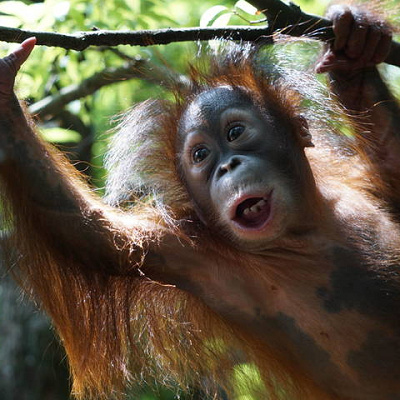ボルネオオラウータン